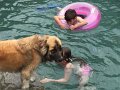 Alex_MooseDiscoversPool (11)